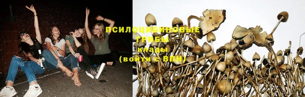 крисы Горняк